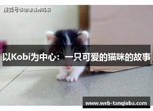 以Kobi为中心：一只可爱的猫咪的故事